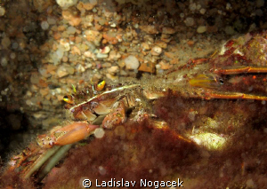 crab by Ladislav Nogacek 